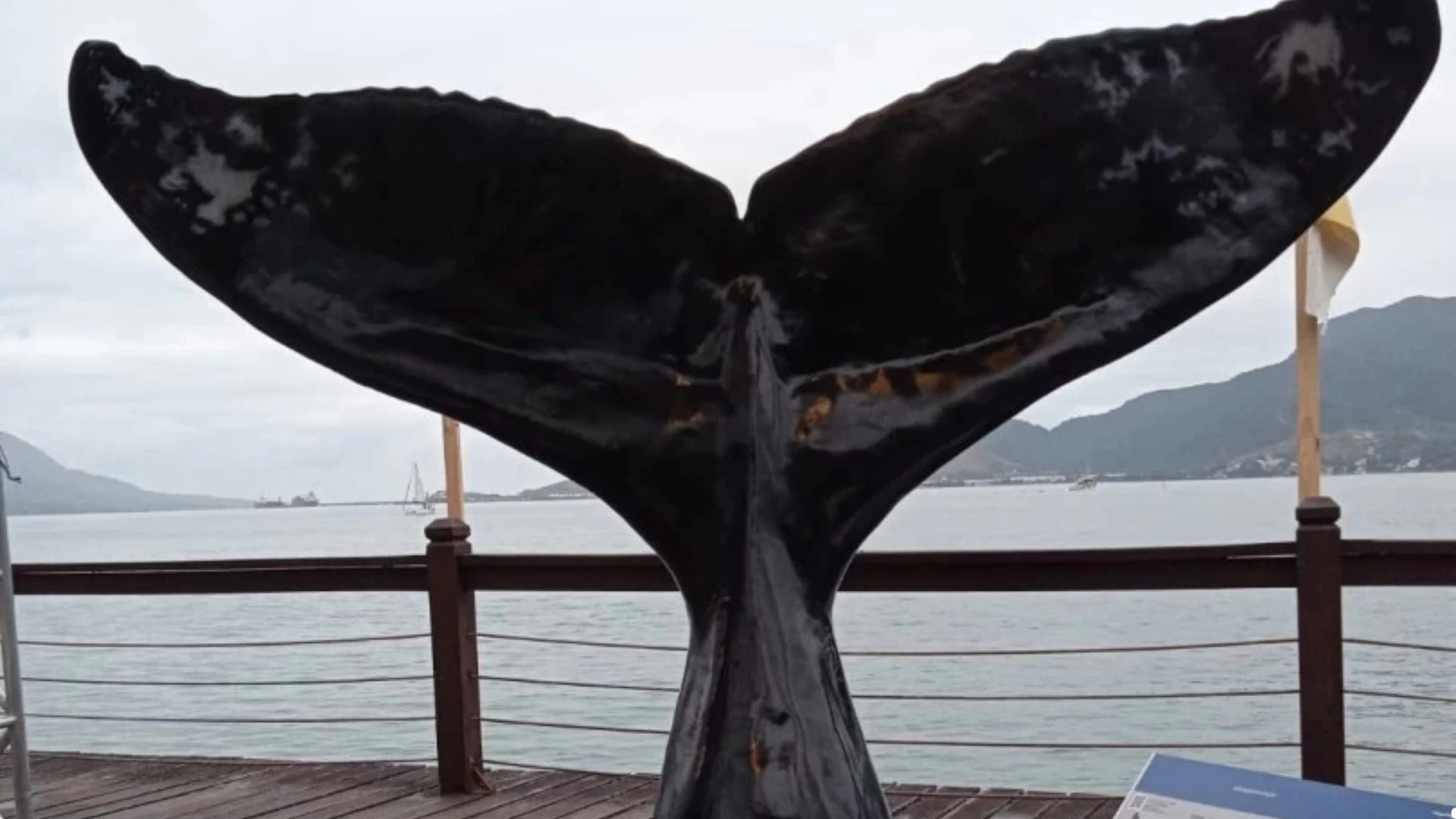 Avistamento de Cetáceos