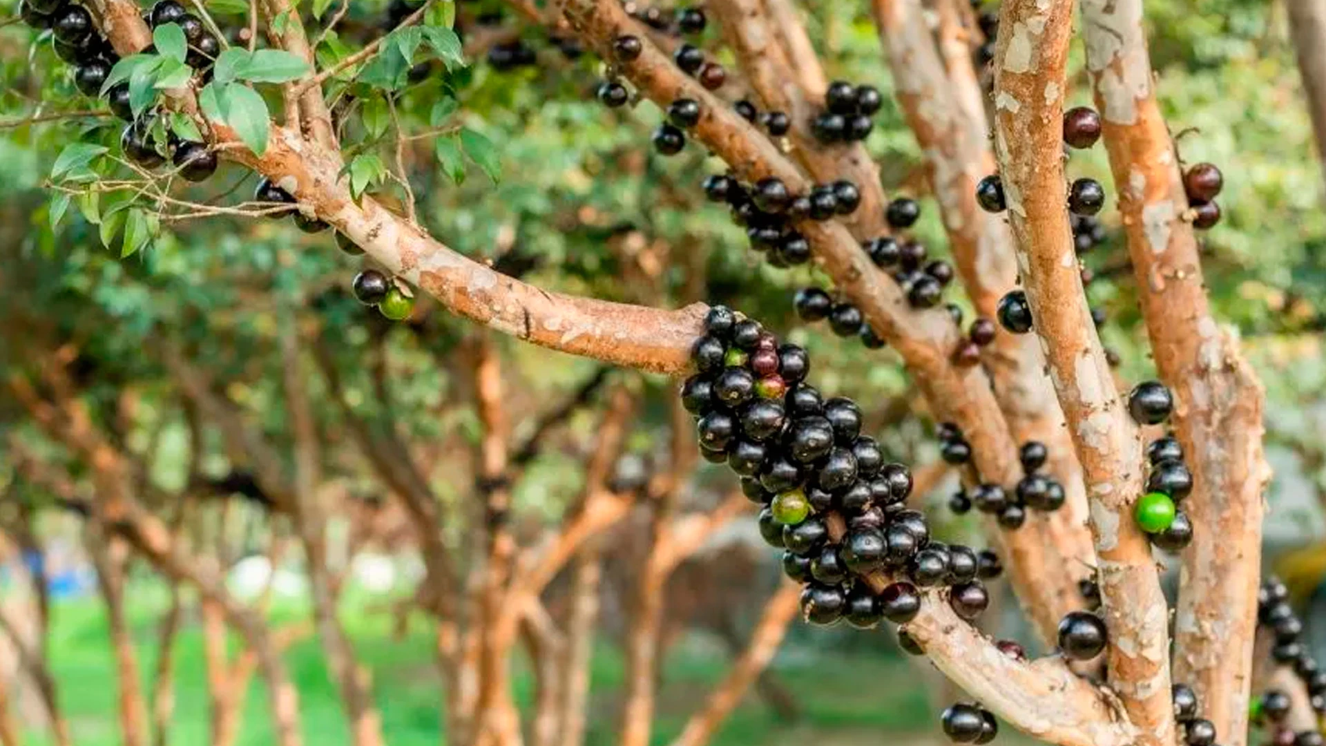 Muda de jabuticaba